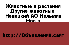 Животные и растения Другие животные. Ненецкий АО,Нельмин Нос п.